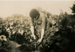 1941-1942 - Belle journée de vendanges au domaine de Taupignac - 01 / Visuel : D.R.