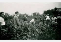 1941-1942 - Belle journée de vendanges au domaine de Taupignac - 02 / Visuel : D.R.