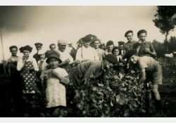 1941-1942 - Belle journée de vendanges au domaine de Taupignac - 03 / Visuel : D.R.