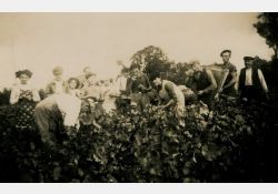 1941-1942 - Belle journée de vendanges au domaine de Taupignac - 04 / Visuel : D.R.