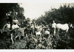 1941-1942 - Belle journée de vendanges au domaine de Taupignac - 06 / Visuel : D.R.