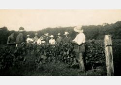 1941-1942 - Belle journée de vendanges au domaine de Taupignac - 07 / Visuel : D.R.