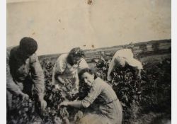 1942 - Les femmes étaient en général de bonnes coupeuses / Visuel : D.R.