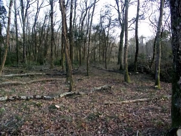Bois de l'Éguille / Visuel : D.R.