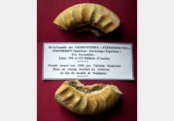 Fossile de l'ère secondaire / Visuel : D.R.