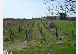 La Groie - Les Vignes / Visuel : D.R.