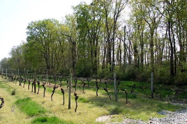 La Guérenne / Visuel : D.R.