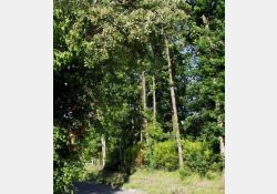 Visuel : D.R. Le Bois de La Louée