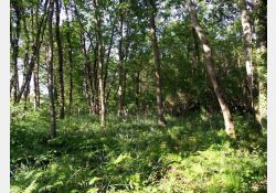 Le Bois des Coudrais - 02 / Visuel : D.R.