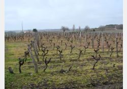 Visuel : D.R. Les Vignes de La Groie