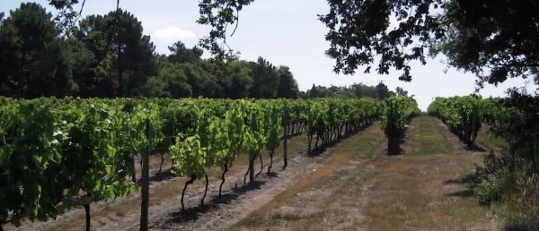 Les Vignes / Visuel : D.R.