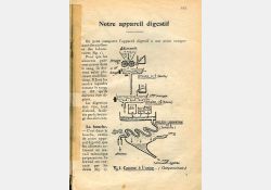 Livre de leçons de choses et les exercices d'observation - Cours moyen et supérieur - 1954 - Extrait - Biologie / Visuel : D.R.