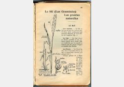 Livre de leçons de choses et les exercices d'observation - Cours moyen et supérieur - 1954 - Extrait - Botanique / Visuel : D.R.