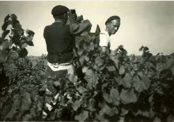 Scène de vendanges à Breuillet - le hotteur / Visuel : D.R.