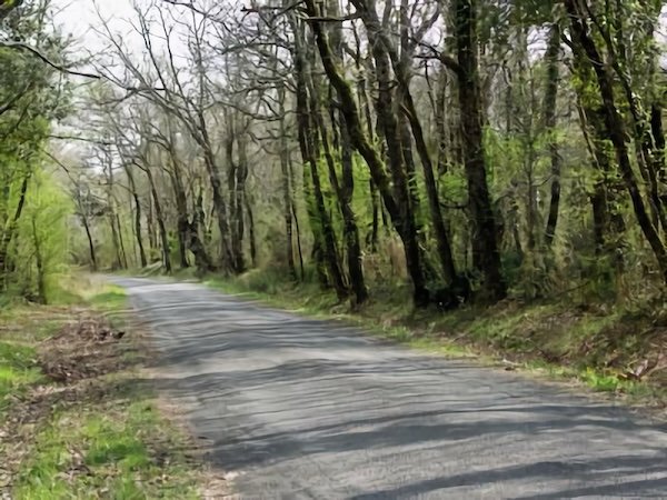 Sous le Bois de La Lande / Visuel : D.R.