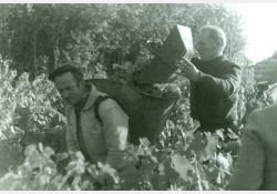 Vendanges à Breuillet - le hotteur / Visuel : D.R.