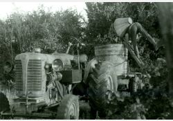 Vendanges à Breuillet - vidage de la hotte / Visuel : D.R.