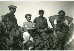 Vendangeurs à Breuillet en 1943 / Visuel : D.R.